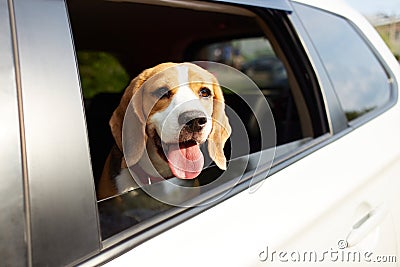 The dog travels by car. Cute dog beagle looks out of the car window Stock Photo