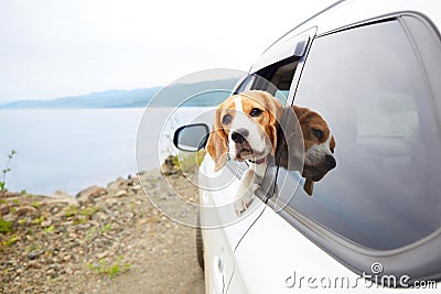 The dog travels by car. Cute dog beagle looks out of the car window. Stock Photo