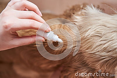 The dog is dripped on the withers with a parasite remedy Stock Photo