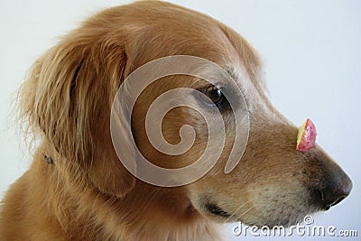 Dog Trick Stock Photo
