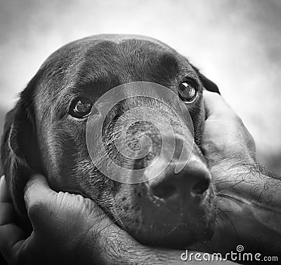 Dog trusting look in the hands of the master in black and white Stock Photo