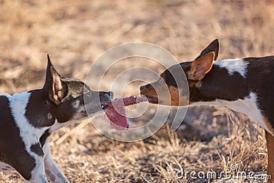 Dog Tug of War Stock Photo