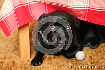 Dog under a table Stock Photo