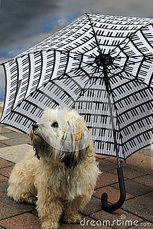 Dog under an umbrella Stock Photo
