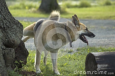 Dog urinating Stock Photo