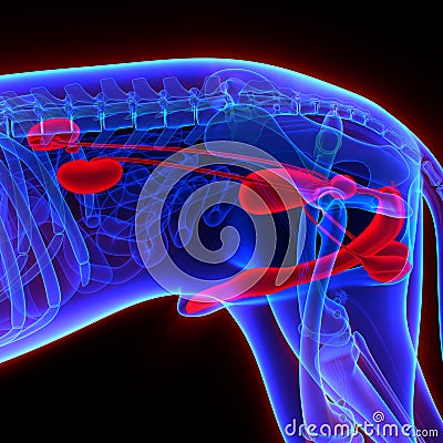 Dog Urogenital System - Canis Lupus Familiaris Anatomy - isolate Stock Photo