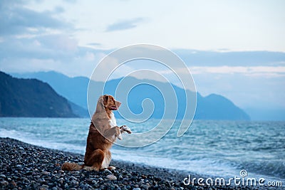 Dog on vacation. Nova Scotia Duck Tolling Retriever on the beach by the sea. Stock Photo