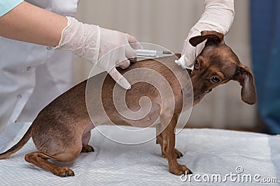 The dog is vaccinated by a veterinarian. injection close-up. help animals Stock Photo