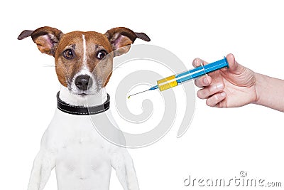 Dog vaccination Stock Photo