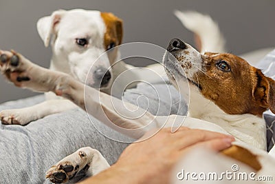 a dog is very jealous of another dog owner. Stock Photo