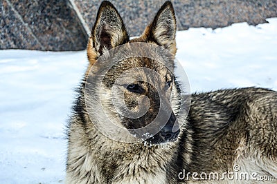 Dog is very similar to the wolf sits and stares into the distance Stock Photo