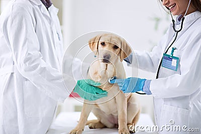 Dog at the vet Stock Photo