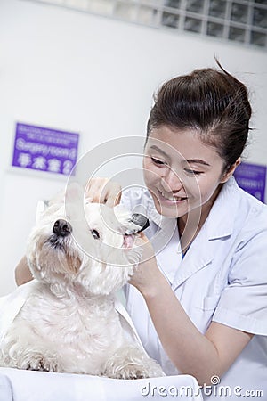 Dog in veterinarian's office Stock Photo