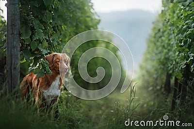 Dog in a vineyard in nature. A pet in the summer, a toller. Nova Scotia Duck Tolling Retriever Stock Photo