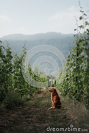 Dog in a vineyard in nature. A pet in the summer, a toller. Nova Scotia Duck Tolling Retriever Stock Photo