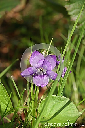 Dog violet Viola riviniana flower Stock Photo