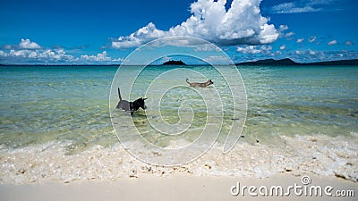 Dog wades in shallow water on a tropical Island Stock Photo