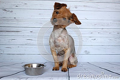 Dog waiting for his ration next to his bowl of croquette with attention Stock Photo