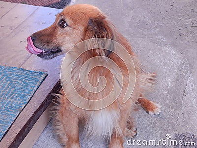 The dog is waiting for lunch. Stock Photo