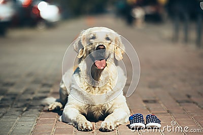 Dog waiting for the owner Stock Photo