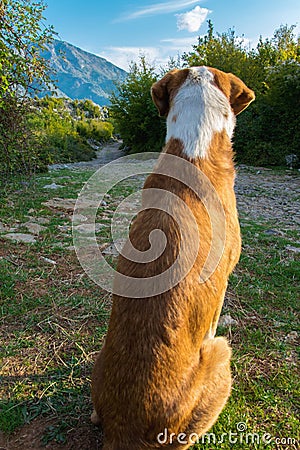 Dog waiting on the road Stock Photo