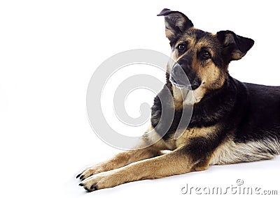 Dog waiting for something Stock Photo