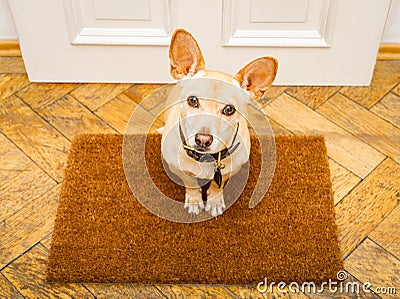 Dog waits at door for a walk Stock Photo