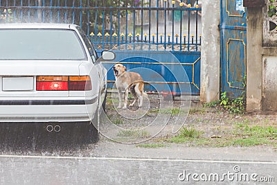 The dog waits for the owner to open the door while the rain falls Stock Photo