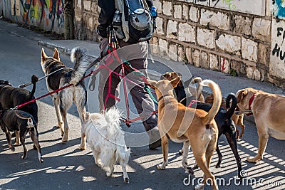 Dog walker in the street with lots of dogs Stock Photo