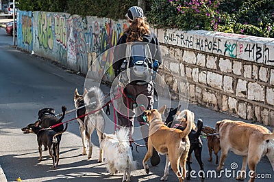 Dog walker in the street with lots of dogs Editorial Stock Photo