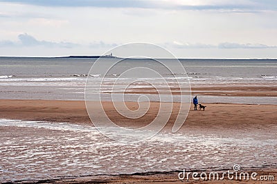 Dog walking on Alnmouth beach Stock Photo