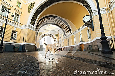 Dog walking along street against facade of old buildings in downtown Stock Photo