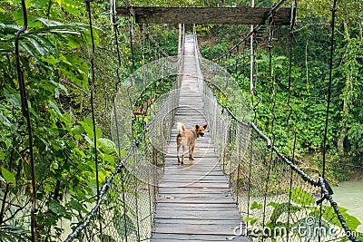 Dog Walking on the Suspension Bridge in Tangkahan, Indonesia Stock Photo