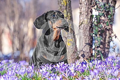 Dog walks in park, forest in lawn with blooming lilac flowers crocuses, saffron Stock Photo