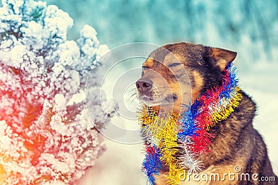 The dog was entangled in colorful tinsel Stock Photo