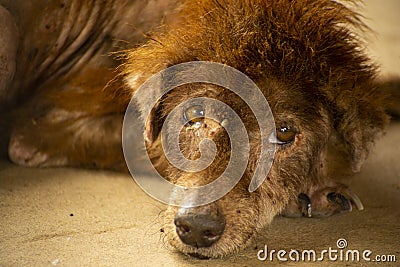 The dog was sick, unwell, thin and had ticks and fleas. Stock Photo