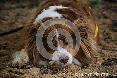 Dog was tired after active walk and games and lay down to rest. Australian Shepherd red tricolor on vacation. Aussie lying and Stock Photo