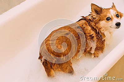 Dog is washed in a bathtub full of bath foam Stock Photo