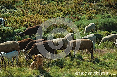 Dog watching flock of goats grazing on sward Stock Photo