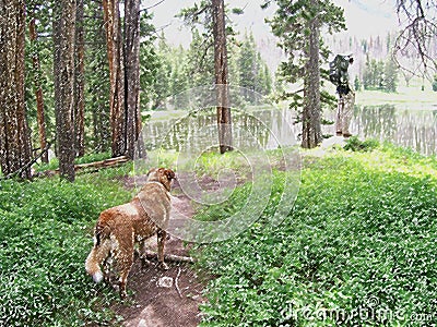 Dog Watching Hiker By Lake Digital Art Stock Photo
