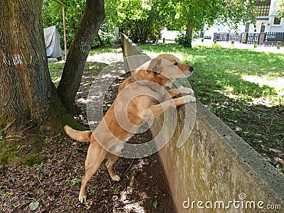 Dog watching over a wall Stock Photo