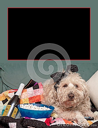 Dog Watching Sport Events on Tv Cuddled in Quilt with Popcorn Stock Photo
