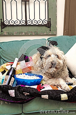 Dog Watching Sport Events on Tv Cuddled in Quilt with Popcorn Stock Photo