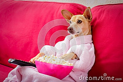 Dog watching tv on the couch Stock Photo