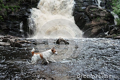 dog at the waterfall. Little brave jack russell terrier in nature Stock Photo