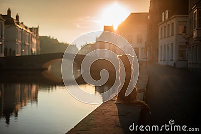 Dog on the waterfront at sunrise. Pet on nature. Nova Scotia Duck Tolling Retriever, Toller. Stock Photo