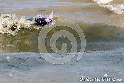 Dog in wave in sea with puller Stock Photo