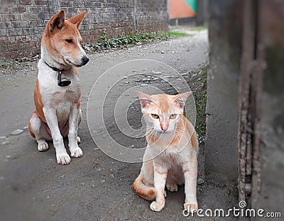 The dog wearing a bell on his neck looking at the cat on the road Stock Photo