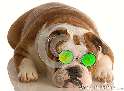 Dog wearing funny glasses Stock Photo