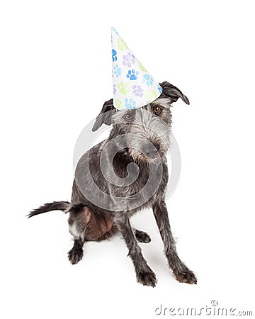 Dog Wearing Pawprint Party Hat Stock Photo